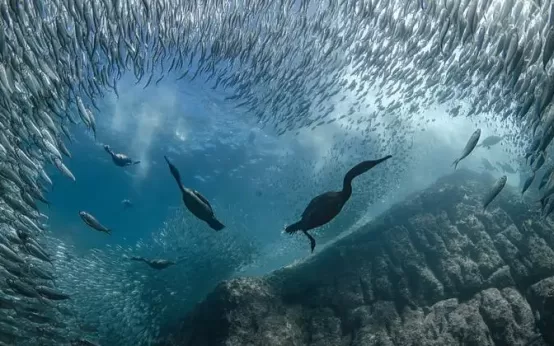 Conferencia de los Océanos