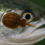 Plano cerrado de piojos adheridos a un salmón