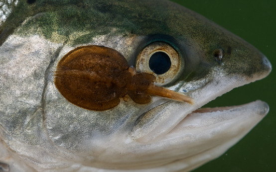 Plano cerrado de piojos adheridos a un salmón