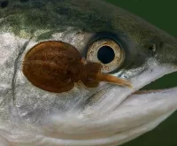 Piojo de Mar en salmón